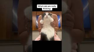 What cats are really thinking 🤔- 🐱🐶road to 100k SUBSCRIBE‼️*repost*🐕