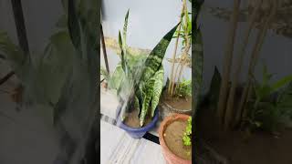 Showering plant nozzle #plant