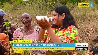 URIMI WA MBAMBA/COTTON FARMING