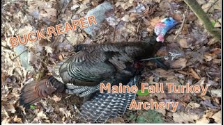 Archery Fall Maine Turkey - Buck Reaper