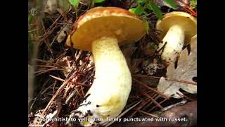 Suillus bellinii. Champimaginatis. English Text.