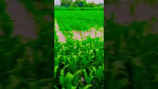 BARISH NAHI SYLAAB HA #love AGRICULTURE DISTRUB IN PUNJAB #love #farming SUBSCRIBE KR DO YARO...