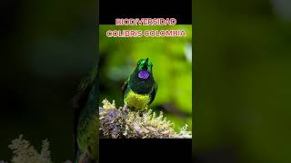 COLIBRIS COLOMBIA BIODIVERSIDAD