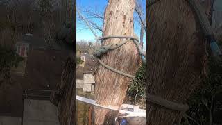 IS THIS TOO MUCH SWING? CEDAR LOGS #chainsaw #treeclimbing #treefelling #treeremoval #treework