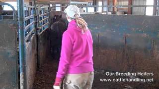 Keeping Tub Door Open in Our Working Facilities: Cattle Handling & Stockmanship