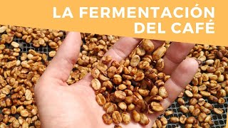 Experimentos en la fase de fermentación del café . Recuerdos de Colombia | Robert Ruiz