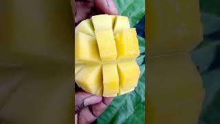 Fresh Mango Cutting at Farm 😋😋 #shorts #mangocutting #shortsmangovideo #fruit