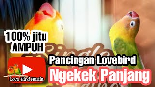 Masteran burung lovebird ngekek panjang tercepat gacor dor paling ampuh dan jitu || 100 % fighter