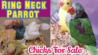 Ringneck Parrot Chicks | Baby Parrots Price 2022 | Khan Birds Collection