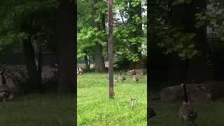 I saw these geese from the school bus! #trending #shorts #nature #animals #geese