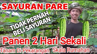 DUA HARI SEKALI PANEN SAYURAN PARE HASIL TANAM DI PEKARANGAN RUMAH / MENGURANGI BIAYA DAPUR