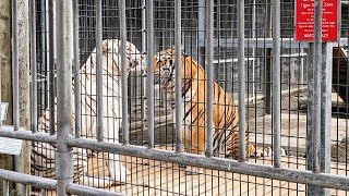 tiger fighting @ Cougar Mountain Zoo