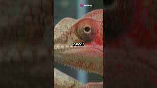 Chameleon Facts!