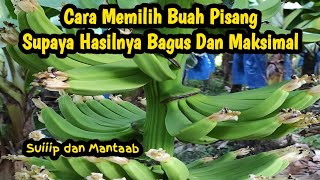 Cara Memilih Buah Pisang Supaya Hasilnya Bagus dan Maksimal