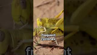 Desert Locust 🏜️🏜️🏝️