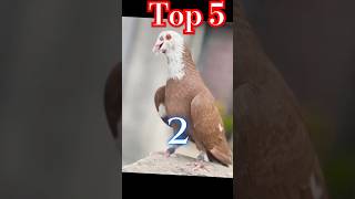 Top 5 high fly pigeon🔥❤💯 #kabootr #bird #kabootars #birdspecies #ytviral #indianbirds  #shorts