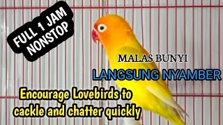 Encourage Lovebirds to cackle and chatter quickly | Lovebird malas bunyi langsung Nyamber dan gacor