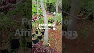 Raedy pohon hias kelor Afrika moringa harga 9juta udah termasuk tanam untuk Jabodetabek