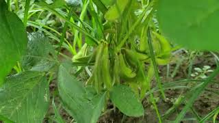 Kacang Jepun Berpotensi Tinggi di Malaysia, Edamame Misono Green EM200!