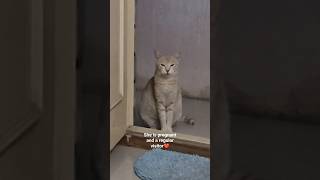 our cat #cat #catlover #catvideos #malayalamshorts #shortvideo #tamilshorts #hindishorts   #reels