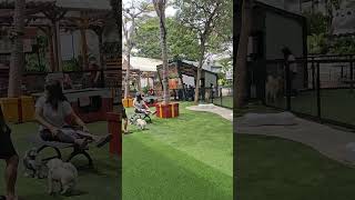 Taman bermain untuk Anabul kalian di Mall Kelapa Gading #shorts #scenery