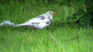 Merle noir  (Turdus Merula)