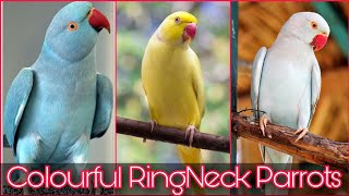 Yellow Ringneck In Pakistan | Ringneck Parrot Price 2022 | Blue Ringneck | Khan Birds Collection