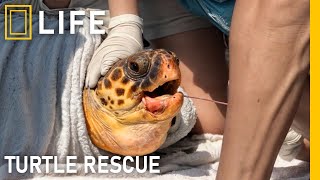 We rescued the sea turtle and released it back into the ocean | Animal rescue compilation