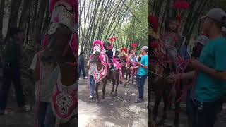 Kuda renggong 3 rombongan - horse dance videos #kuda #shorts #kudarenggong #kudarenggongsumedang