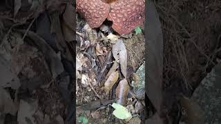 pertualangan hutan melihat bunga RAFFLESIA ACHEHENSIS