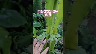 게발선인장 접목 1일차 #게발선인장 #인천꽃집 #가재발선인장 #게발선인장키우기