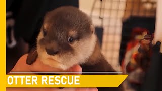 Rescuing injured otters and giving them a new chance at life | Animal rescue compilation