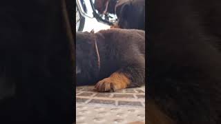 New Born Rottweiler Puppy | Rottweiler puppies | Dog Love | Sathish Kumar S | Rottie