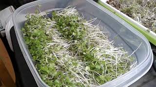 Microgreens Harvest 6-20-24