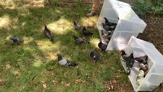 Rescued  and treated pigeons release