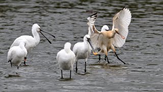 Vögel am Ijsselmeer_Der Löffler