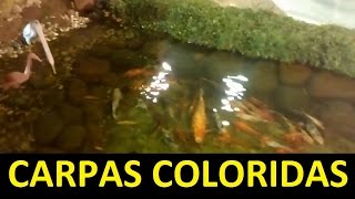 Criação de carpas coloridas em um mini lago artificial | Carpa e Kinguio