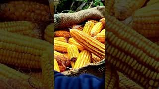 How to grow corn from seed to harvest #corn #cornshort # cornshorts #cornvideoshort