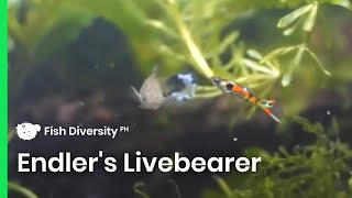 Endler's Livebearer Fish | Planted Tank