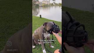 Não leve seu cachorro ao petshop se ele se comporta assim!!!