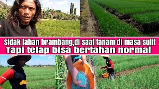 kunjungan di lahan bawang merah milik subcriber