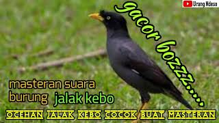 Masteran Suara Burung Jalak Kebo Di Jamin Gacor