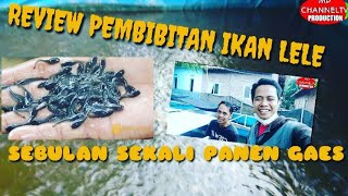 REVIEW PEMBIBITAN IKAN LELE || BENIH LELE || WOW 35 HARI PANEN