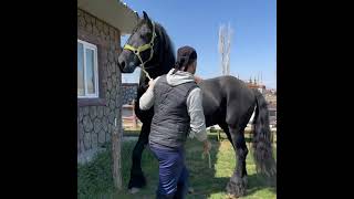 Bugün Jurre Friesian stallion