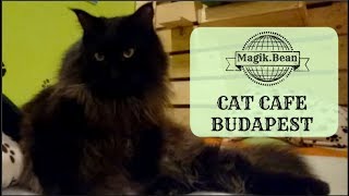 Πήγα σε Cat Cafe στη Βουδαπέστη - Cat Cafe Budapest