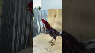 Spill Pejantan baru di Kandang semi umbaran🐓