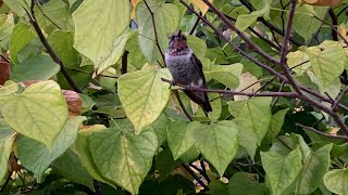 Anna’s Hummingbird footages and facts!