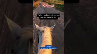 Sulla strada che si apre nel silenzio della natura #cavalli #animali #aforismi #frasedelgiorno