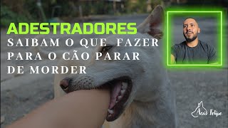 Como fazer o cão parar de morder essas dicas todo adestrador deve ver