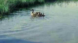 Injured Duck with 8 babies Gets Released - June 2020